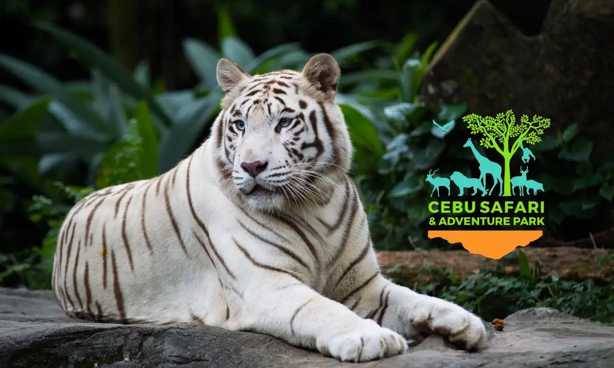 White tiger at Cebu Safari and Adventure Park